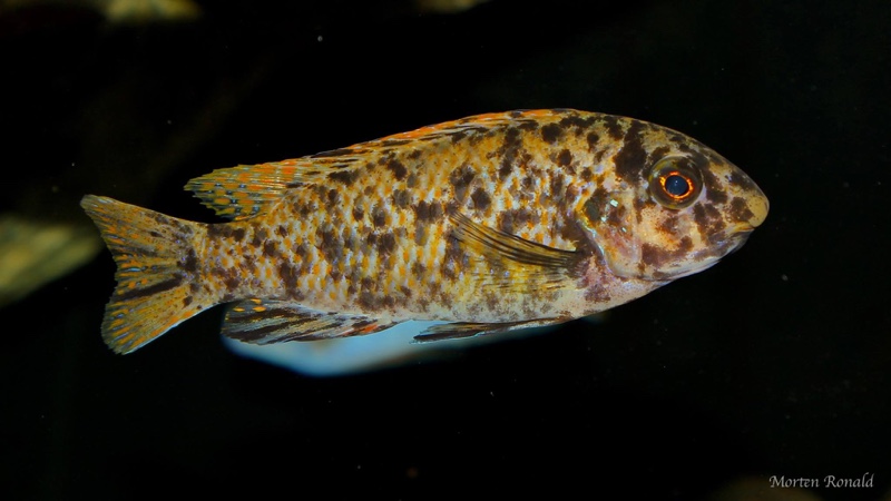 Labeotropheus fuelleborni 'Namalenje Island'